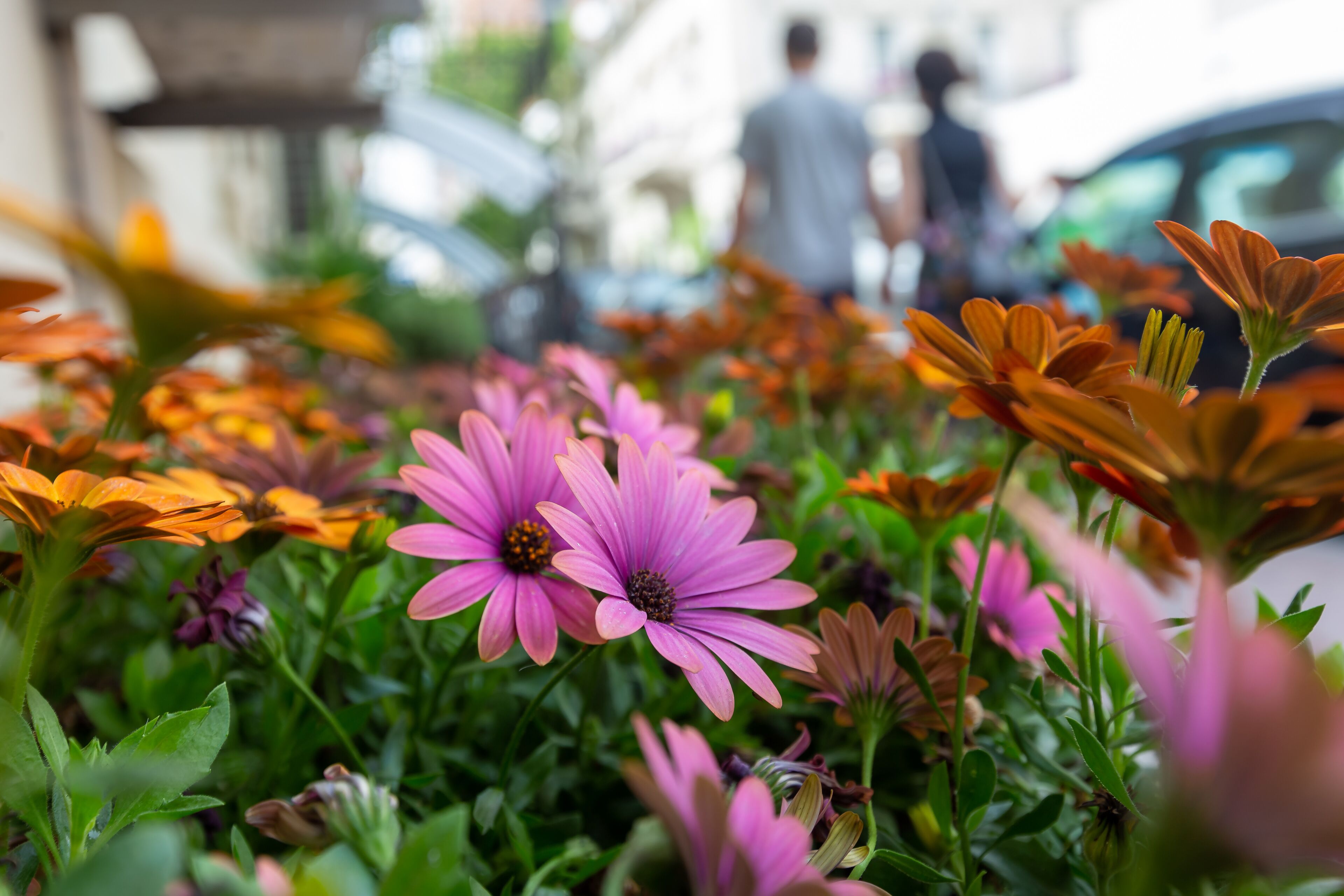 Photo - Seven Boutique Hotel Baku