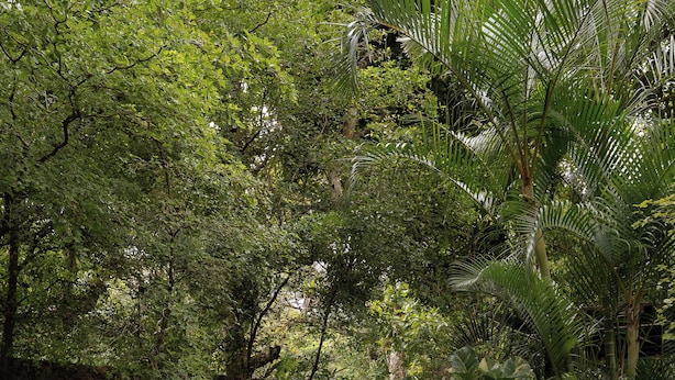 A clear pool surrounded by lush greenery and stone walls. - Caracoral Hotel Boutique & Spa (El Valle de Anton)