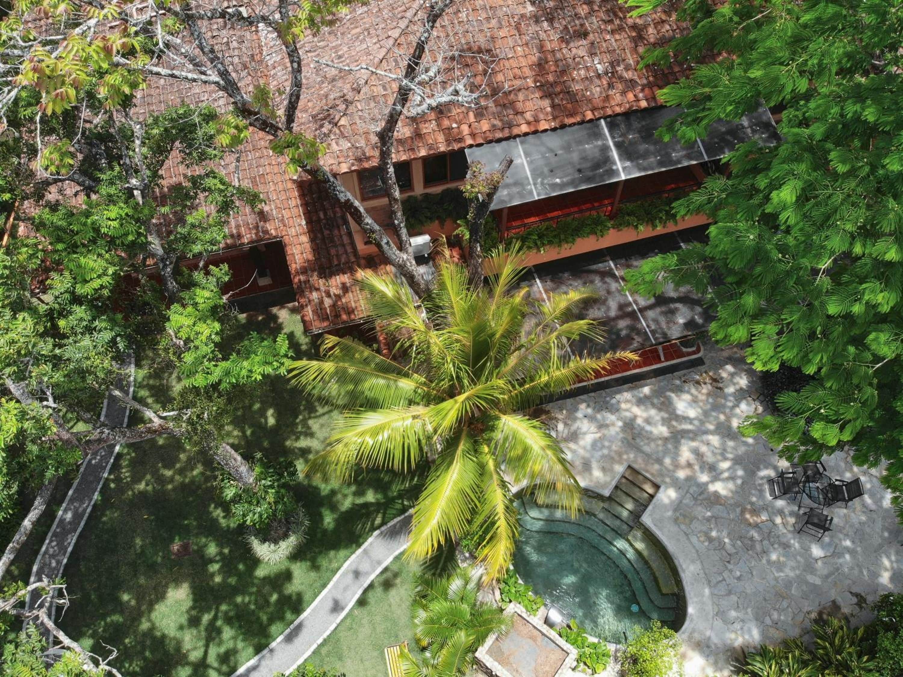 A rooftop pool area with a palm tree, surrounded by lush greenery and a building with a tiled roof.