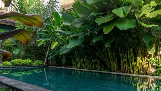 Una piscina cristalina rodeada de abundante follaje y hojas grandes.