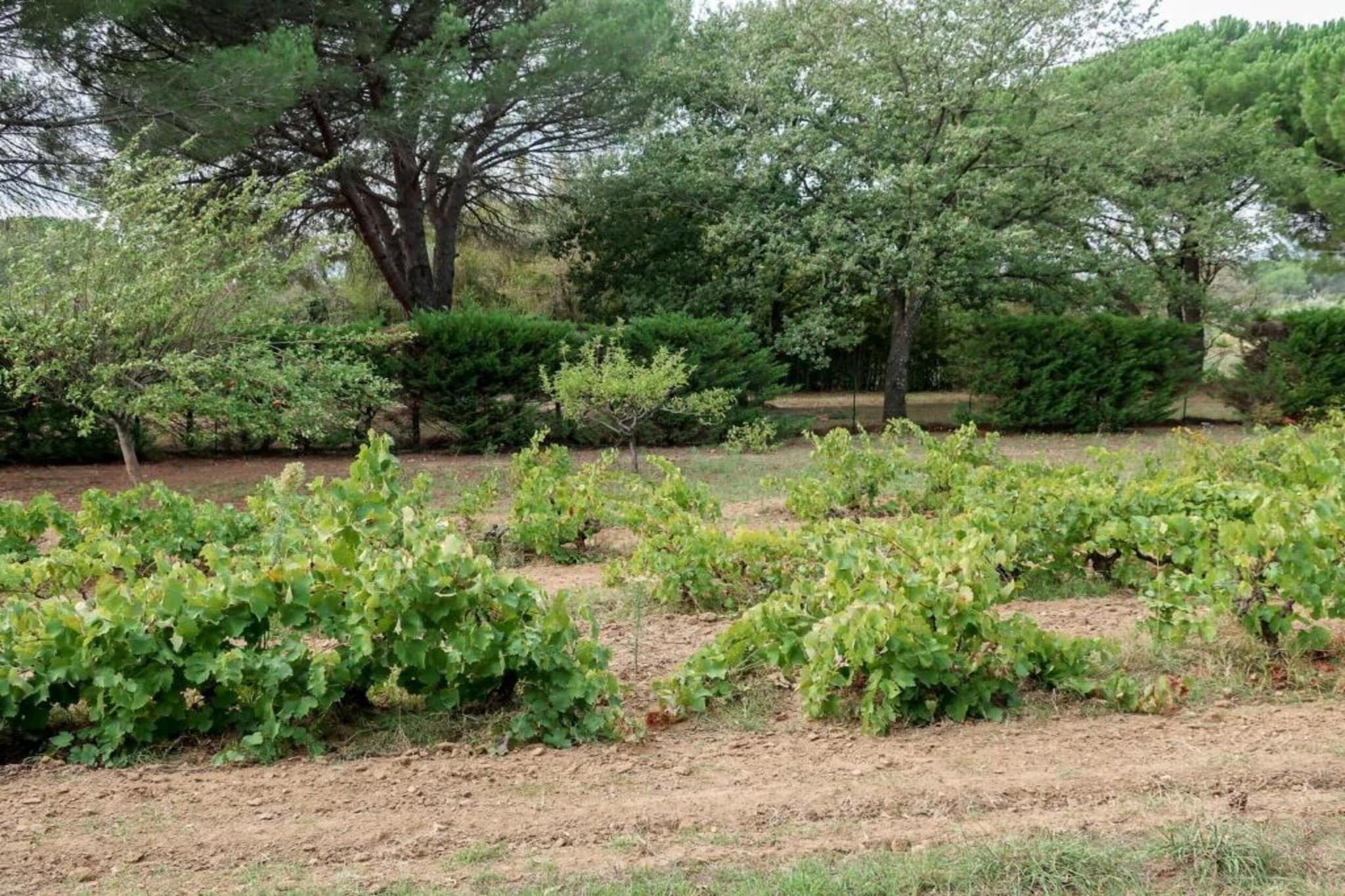 A vineyard with rows of grapevines and a variety of trees in the background.