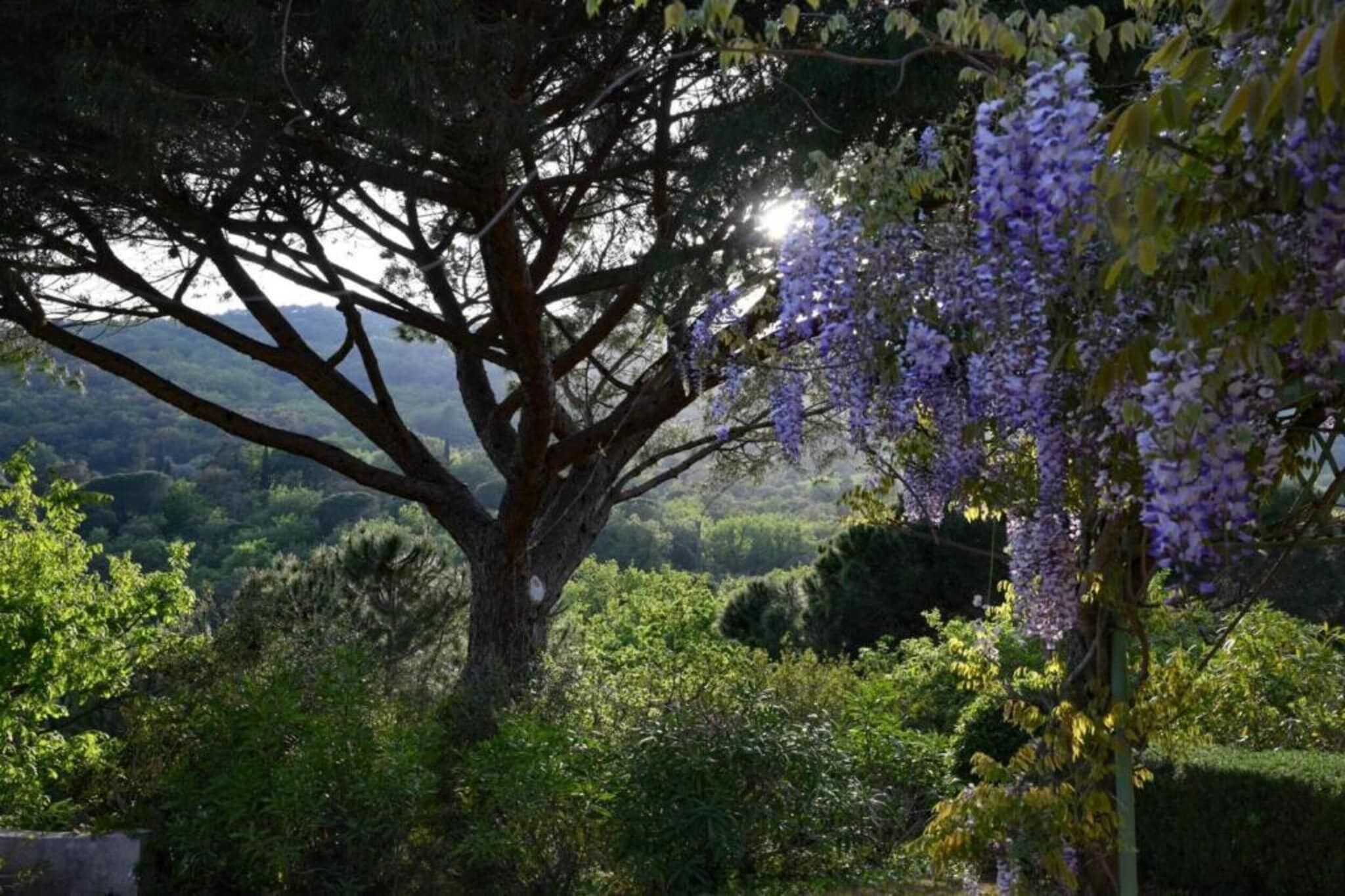 Uma grande árvore com copa densa e flores roxas penduradas nos galhos.