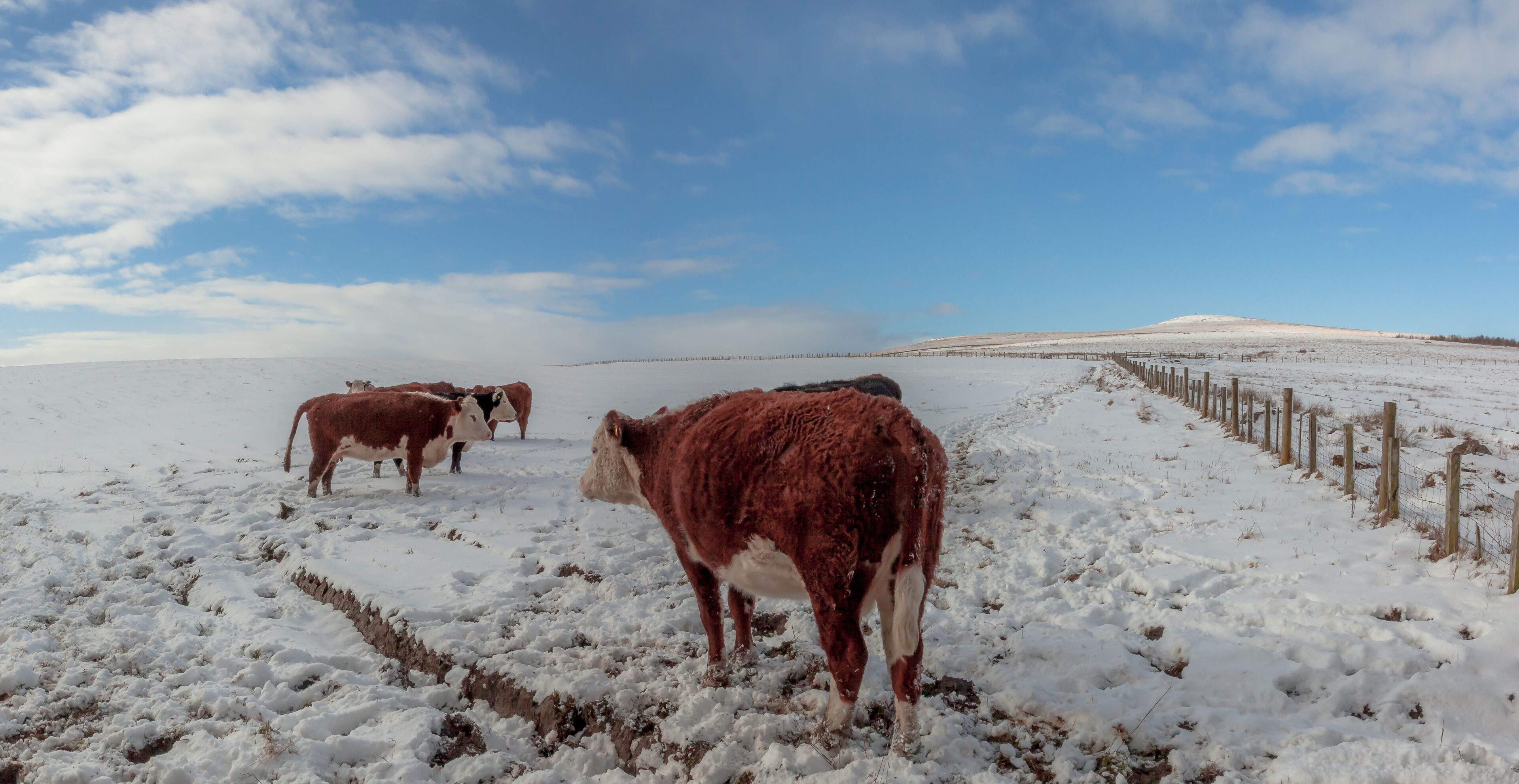 Un champ enneigé avec des vaches et une clôture en bois.