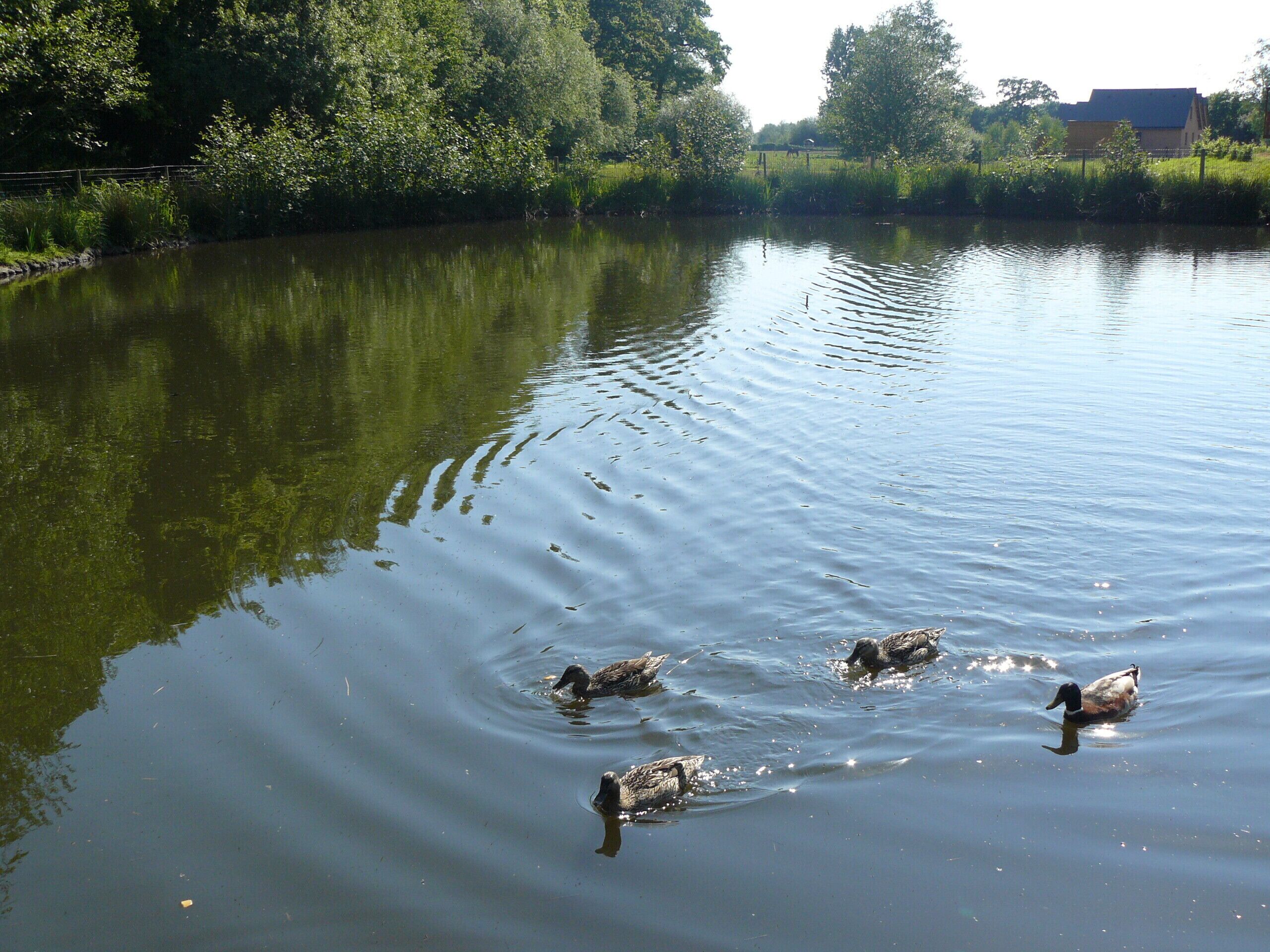 A calm lake with ducks swimming, surrounded by lush greenery and a fence.