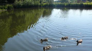 A calm lake with ducks swimming, surrounded by lush greenery and a fence.
