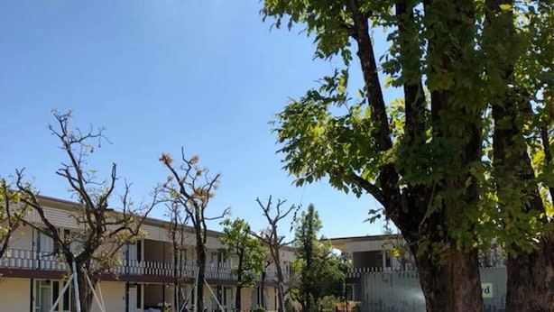 Une cour verdoyante avec un grand arbre, un rocher et un bâtiment doté de balcons en arrière-plan.