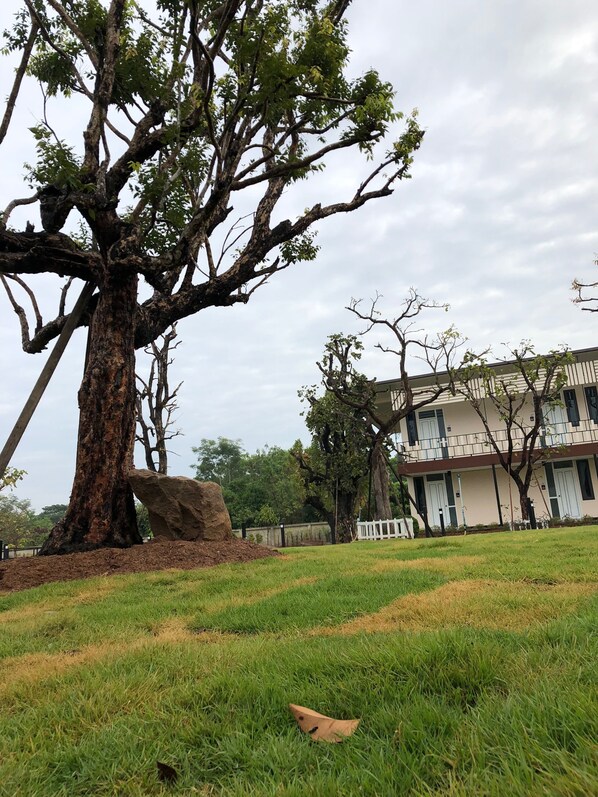 Un árbol grande con un tronco grueso y ramas extendidas, un edificio blanco con múltiples ventanas y balcones, y una zona verde con una roca grande.
