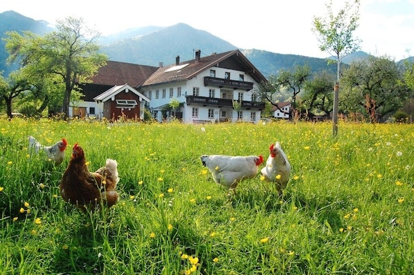 Property grounds - Ferienwohnung Nr. 2, 2 Pers. 50 qm (Schleching)