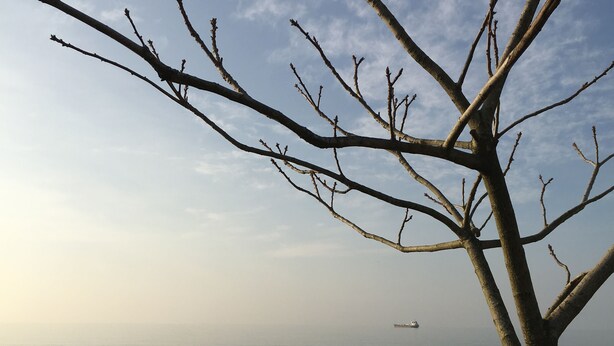 A tree branch against a clear sky with a distant ship on the water. - White Guest House (Batumi)