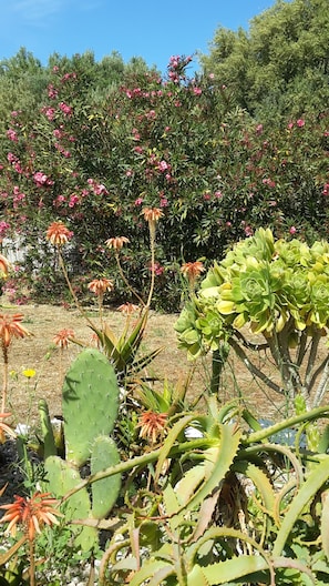Jardim