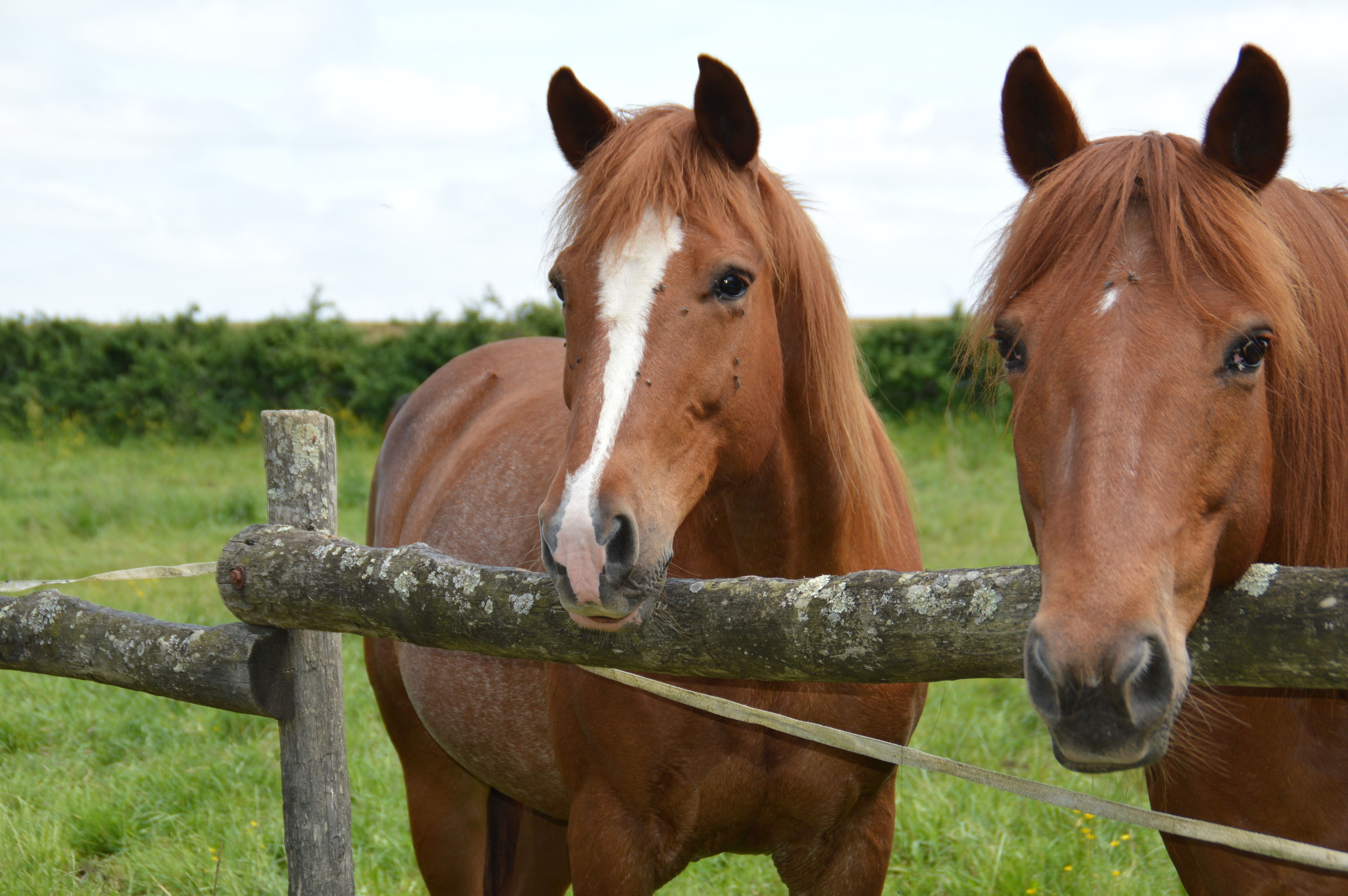 Two horses behind a wooden fence in a grassy field.