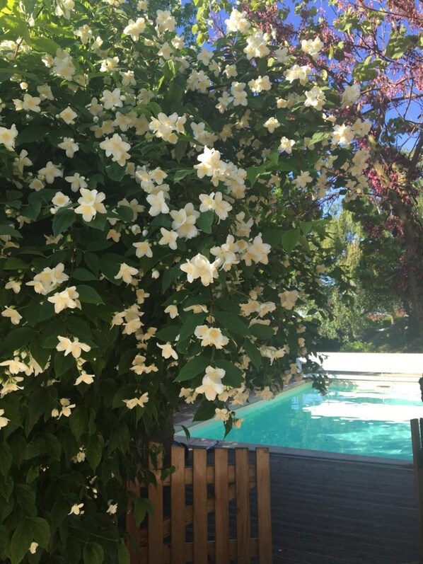 Sæsonbestemt udendørs pool, åben fra kl. 15.30 til kl. 19.00, parasoller