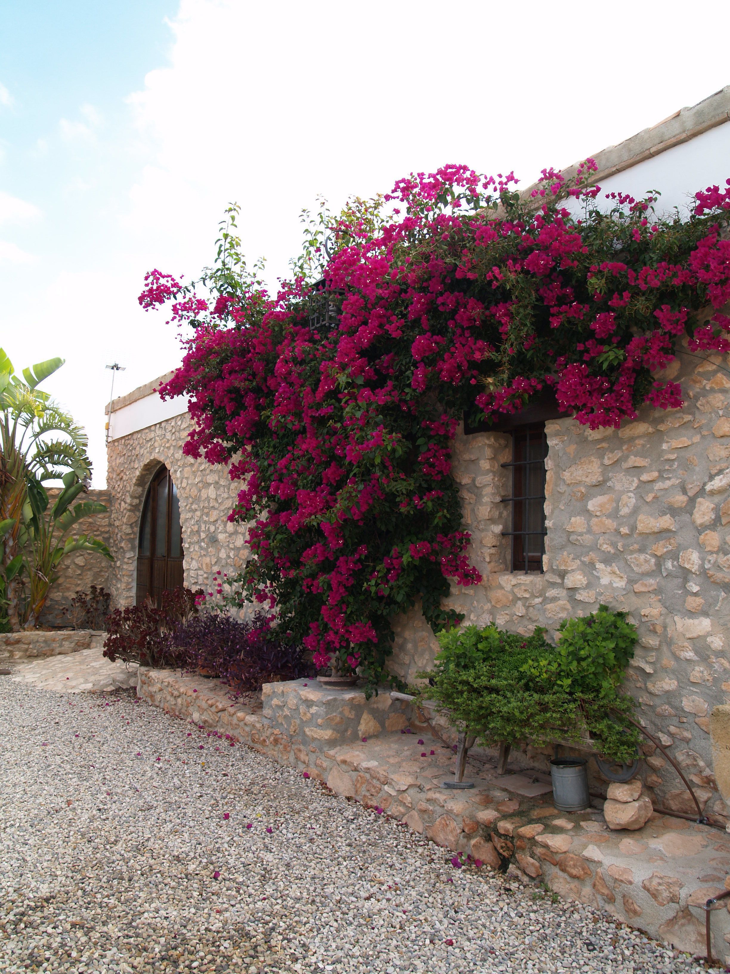A stone building with pink bougainvillea climbing over the walls and a gravel driveway.