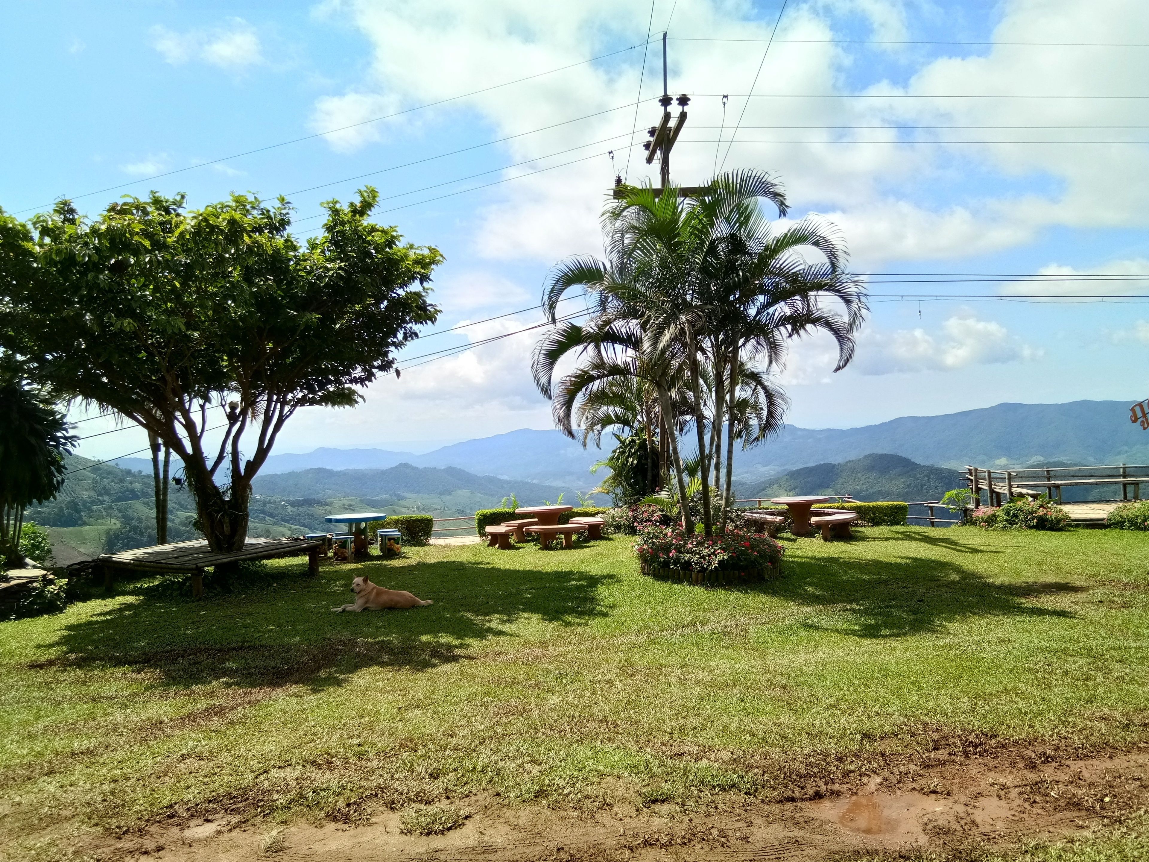 A grassy outdoor area with picnic tables and a palm tree, overlooking a mountainous landscape.