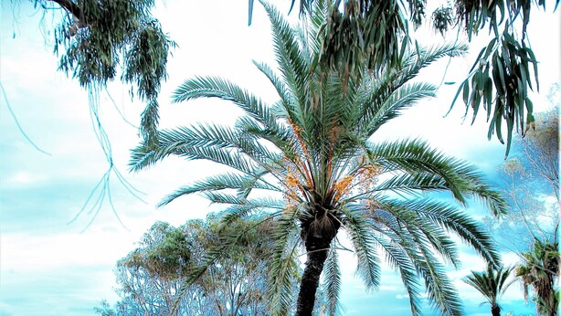 A large oval hot tub on a wooden deck with a view of the beach and palm trees. - Botaniq Hotel Boutique (Mojacar)