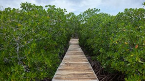 Dock - Isla Madre Selva (Cartagena)