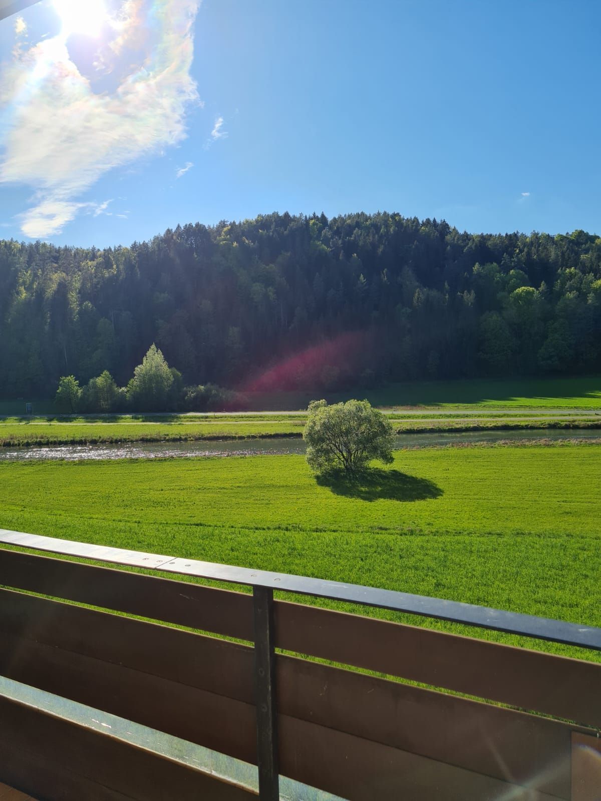 Blick auf ein grünes Feld mit einem Baum und einem Wald im Hintergrund.