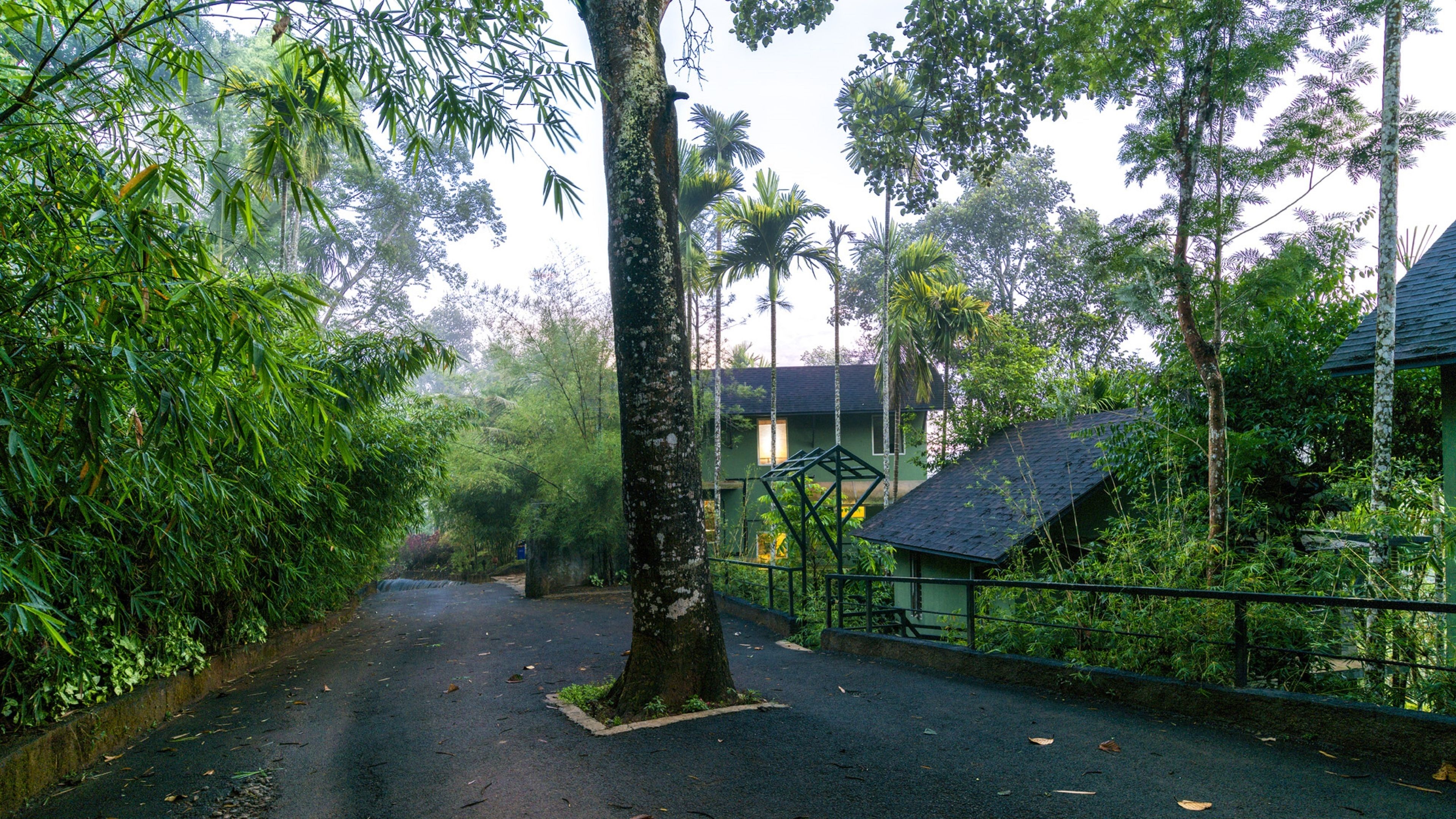 A narrow road flanked by dense greenery and a building with a sloped roof.