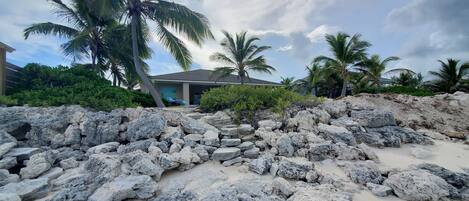A rocky beach area with palm trees and a building in the background.