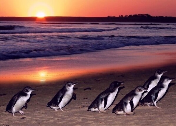 Penguins on a beach with a sunset in the background.