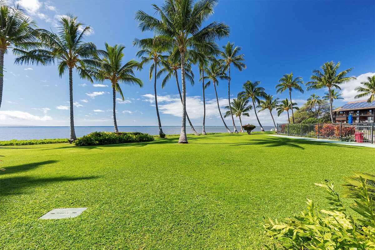 A well-maintained lawn with palm trees and a view of the ocean.