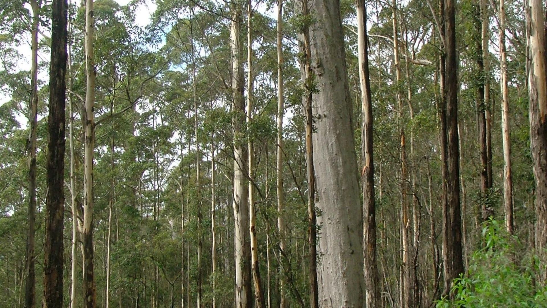 A dense eucalyptus forest with tall trees and a clear sky.