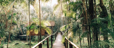 A wooden pathway leading through a dense tropical forest towards a wooden structure.