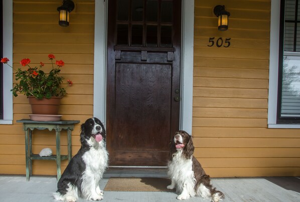 Two dogs sitting on a porch with a wooden door and a number '505' on the wall.