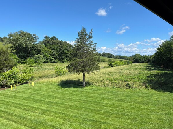 A grassy field with a single tree and a clear blue sky.