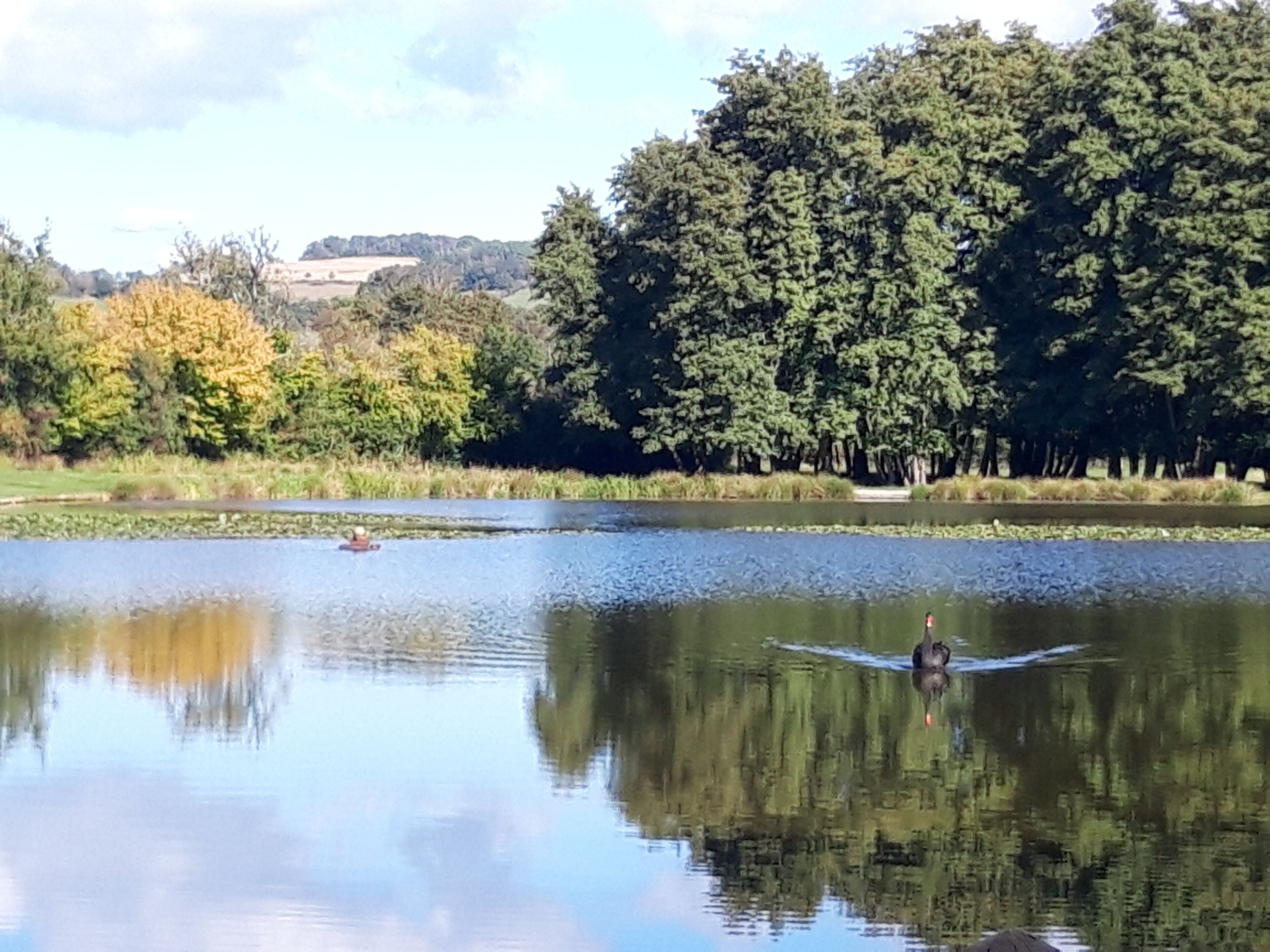 Un lago tranquilo con reflejos de árboles y un cielo despejado.