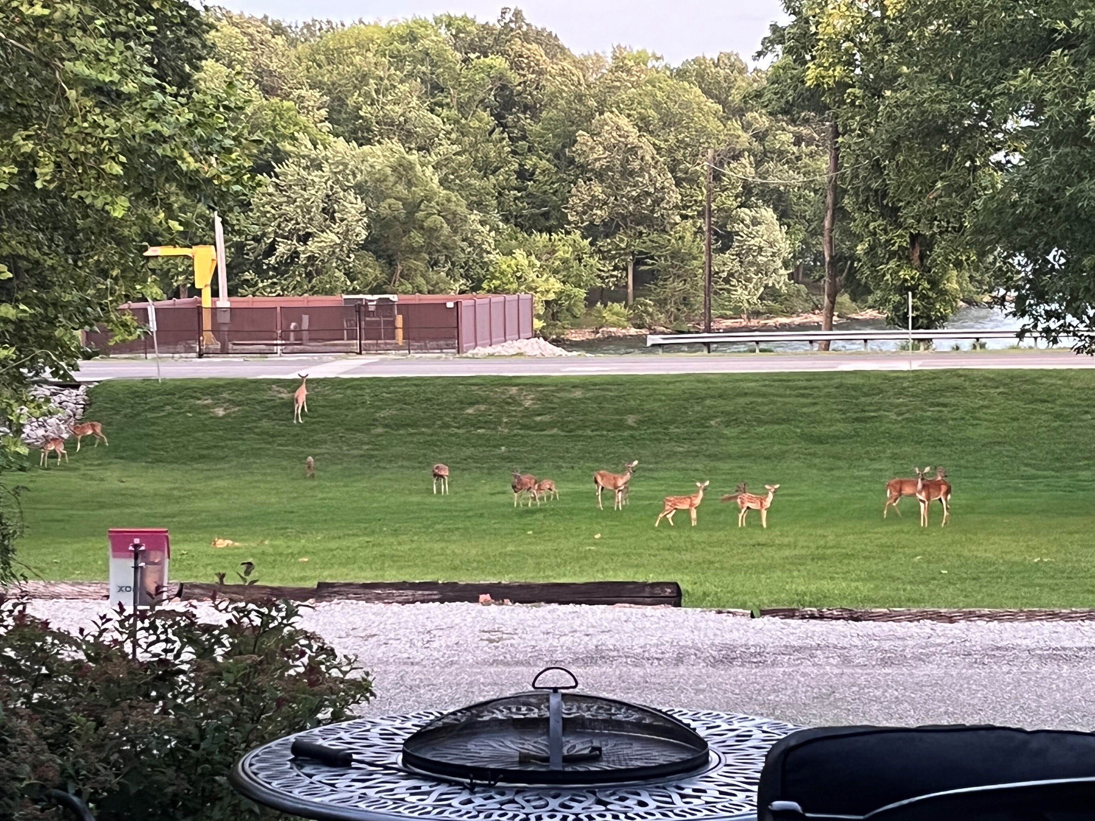A grassy area with deer, a building, and trees in the background.