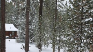 A cabin surrounded by tall pine trees covered in snow. - Walking distance to Snow Summit Resort. (Big Bear Lake)