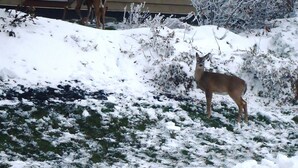 A deer standing on a snow-covered lawn in front of a house with a window and a bush. - 'Silvercreek Escape' 2BR Silvercreek, Ski-in/Ski-out!!!!!           (Snowshoe)