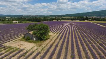 Un champ de lavande avec des rangées de plants de lavande.