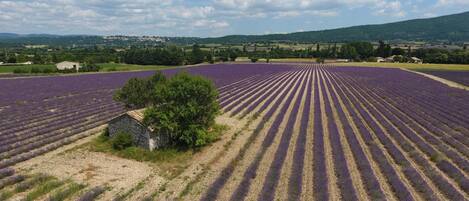 A lavender field with rows of lavender plants.