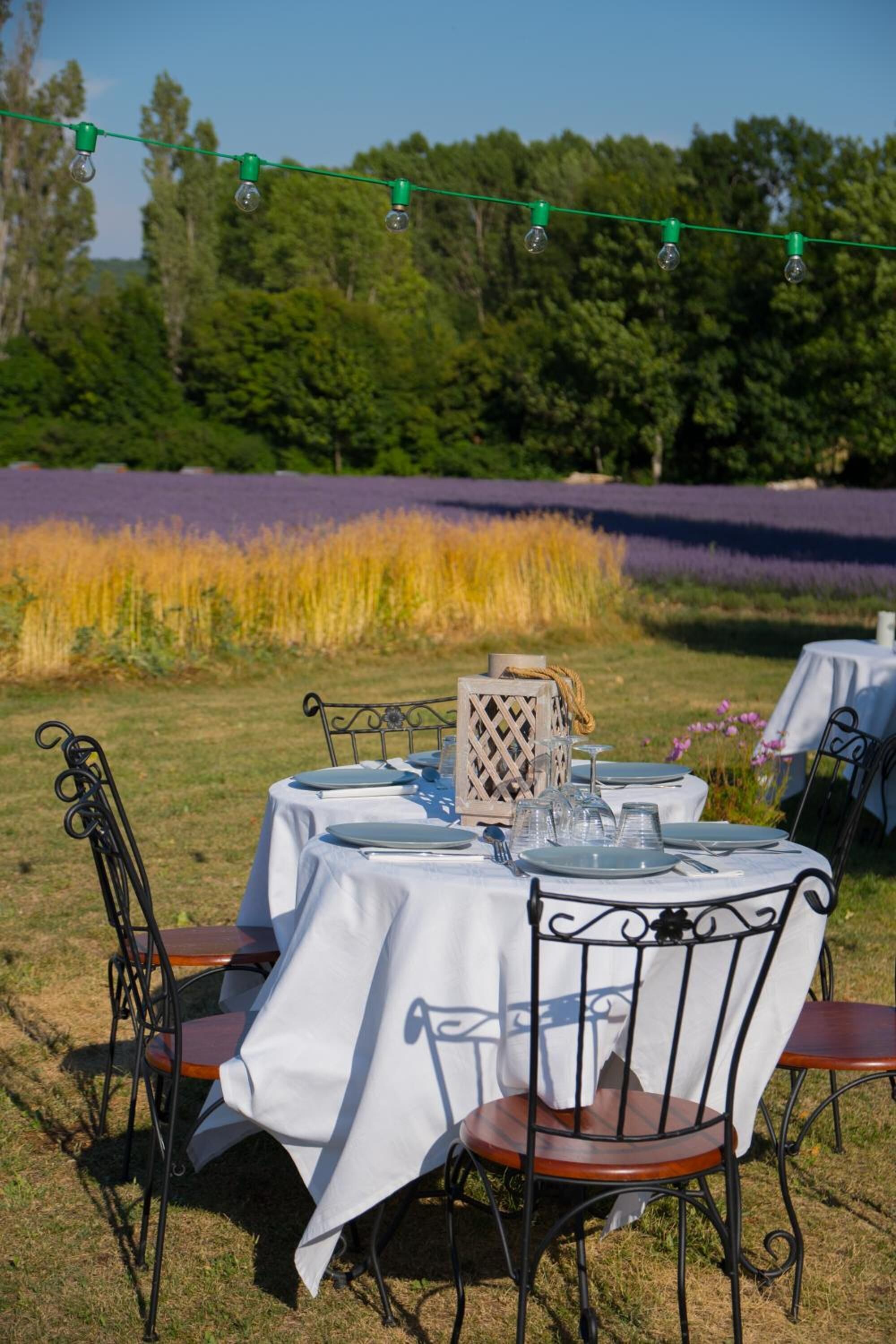 Un espace de restauration en plein air, avec des tables et des chaises, entouré d’un champ de lavande et d’arbres.
