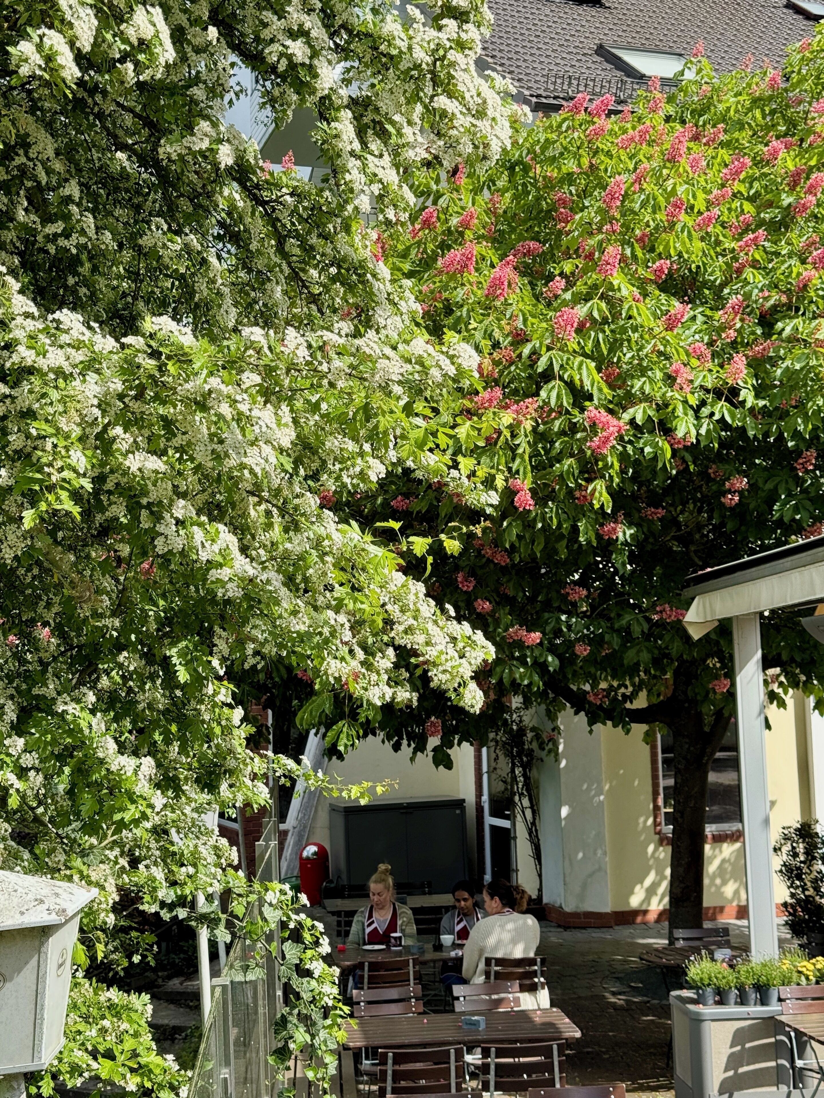 An outdoor cafe with tables and chairs, surrounded by lush greenery and flowering trees.