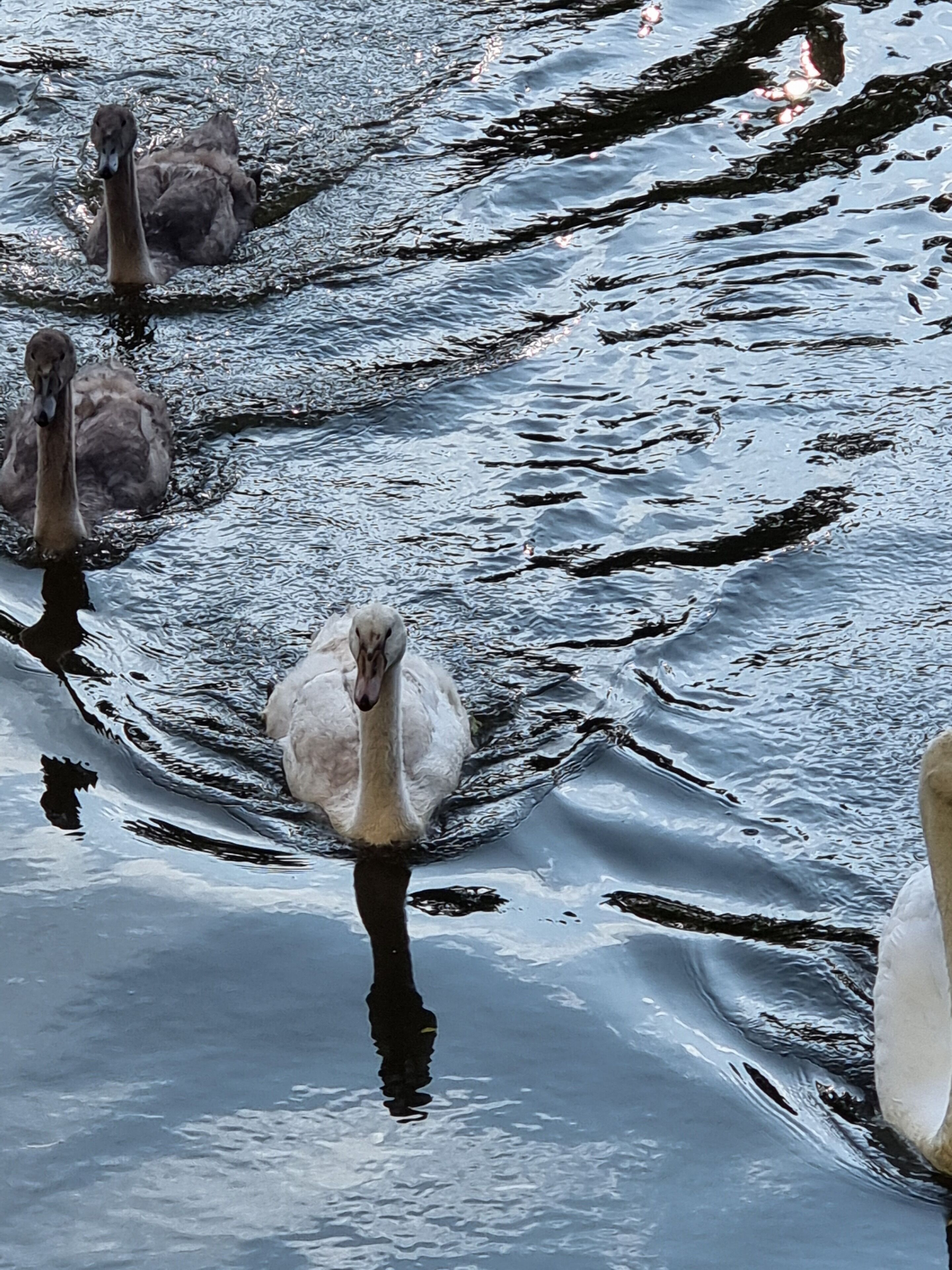 Un grupo de cisnes en un cuerpo de agua.