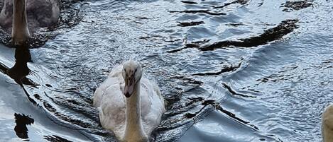 Un grupo de cisnes en un cuerpo de agua.