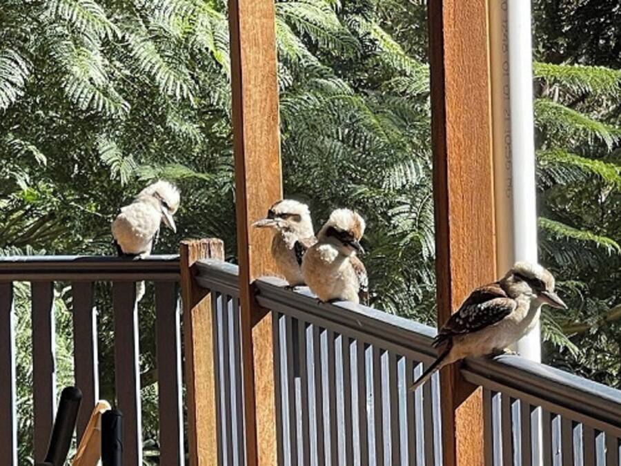 Barandal de madera con aves posadas, rodeado de frondosa vegetación.
