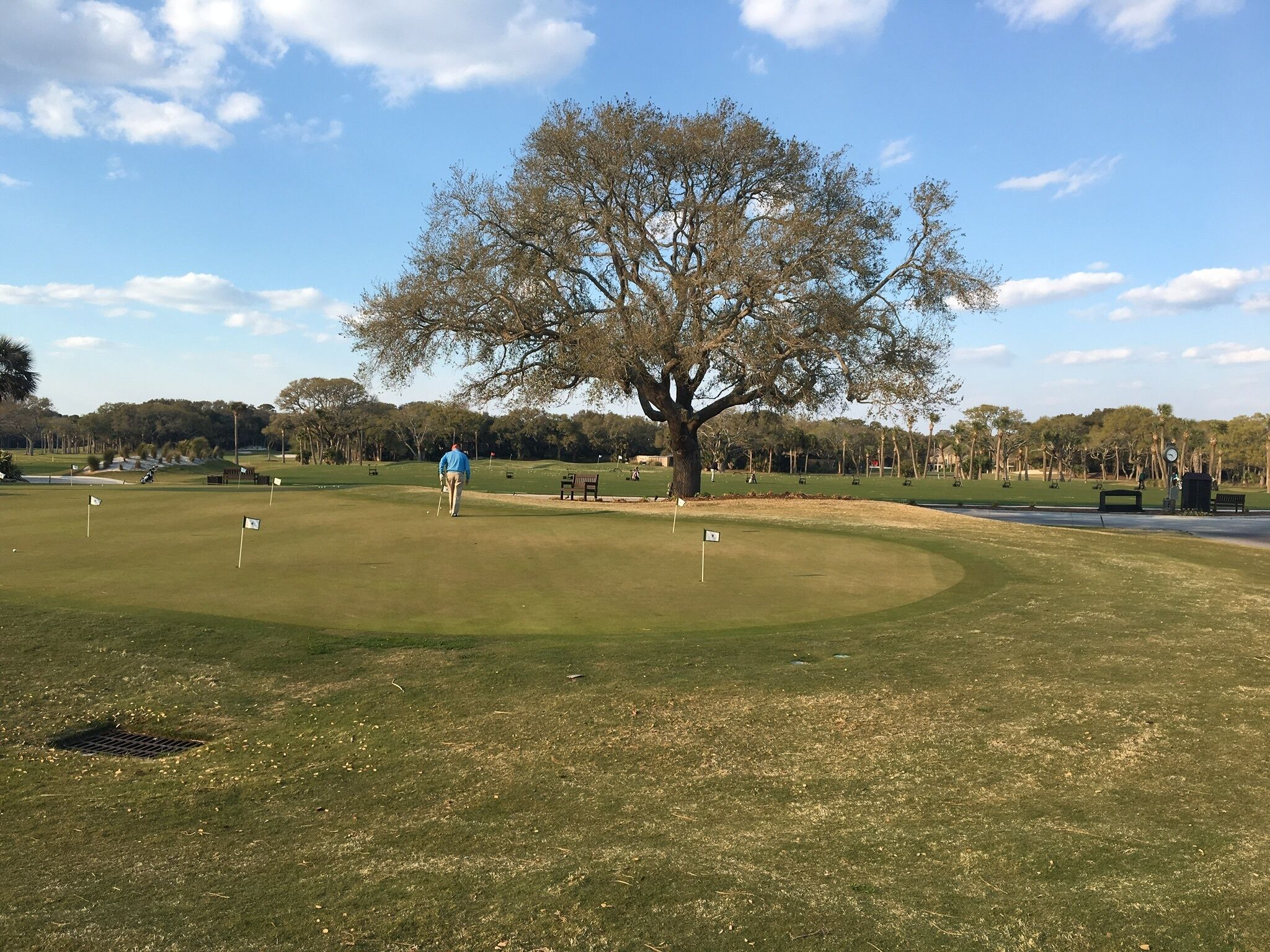 Een golfbaan met een grote boom, een vlag en een bank.