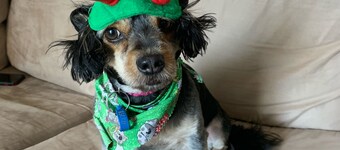 Holiday at Hillcrest