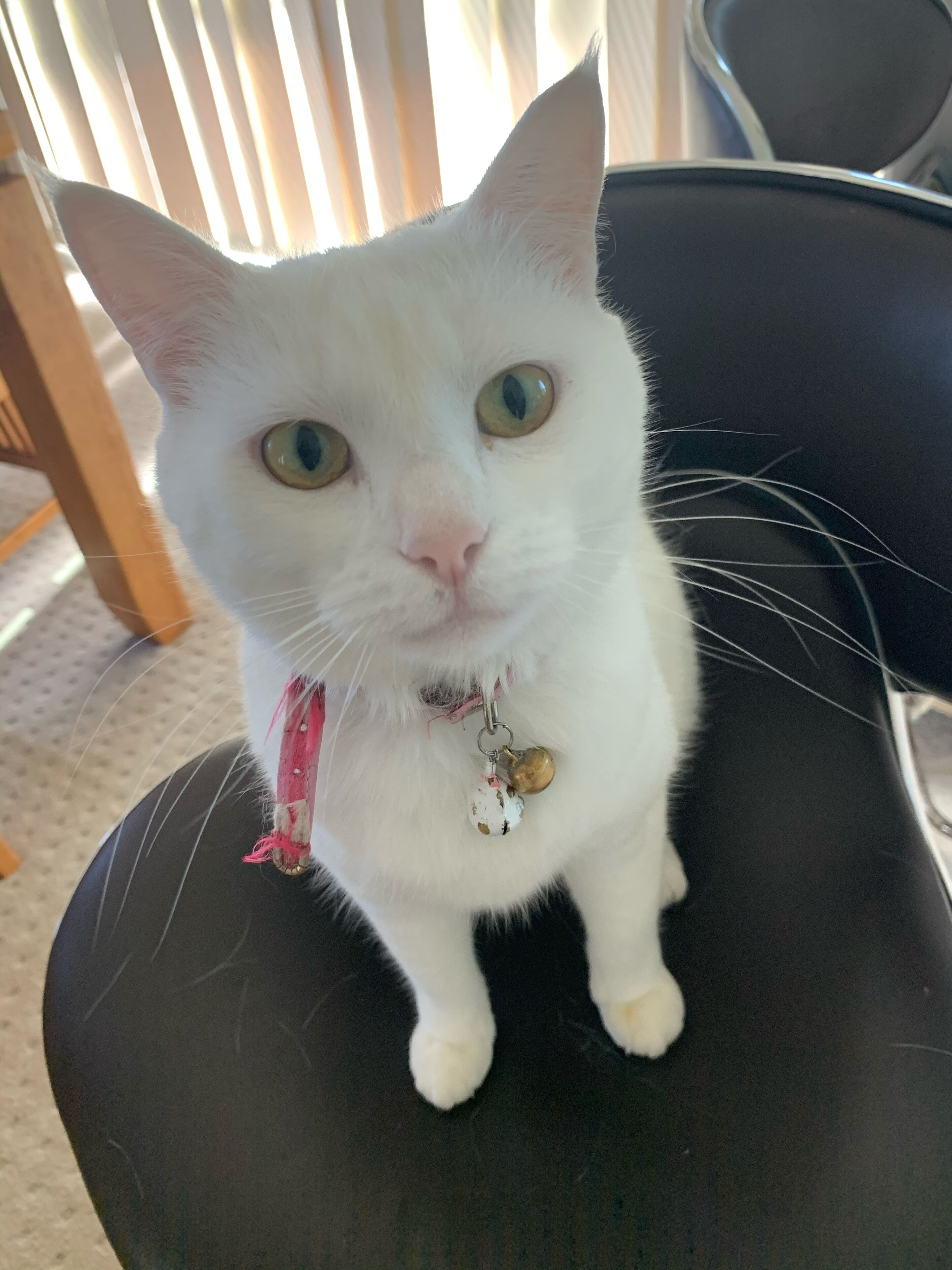 Holiday at Hillcrest — image 14