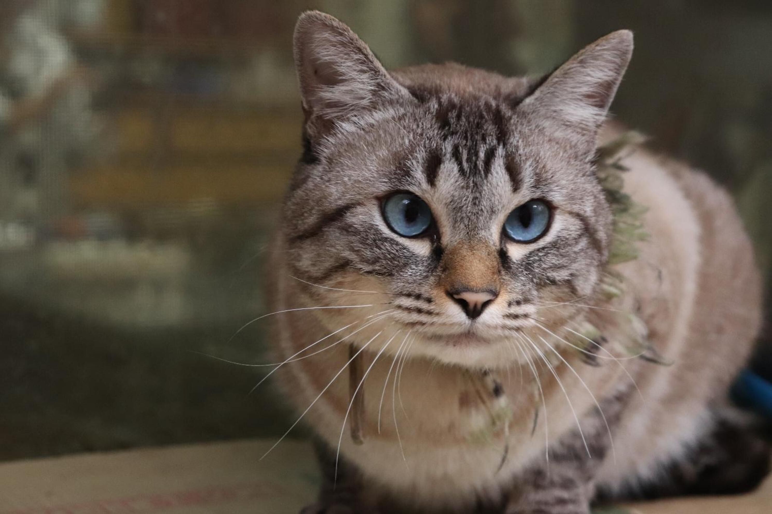 A close-up of a cat with blue eyes and a striped coat.