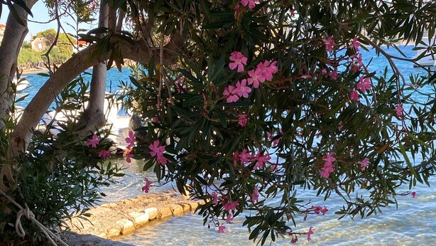 Two kayaks tied to a stone wall by a clear body of water with pink flowers in the background. - Seafront Historic Villa | Private pool, kayaks and bikes (Viganj)
