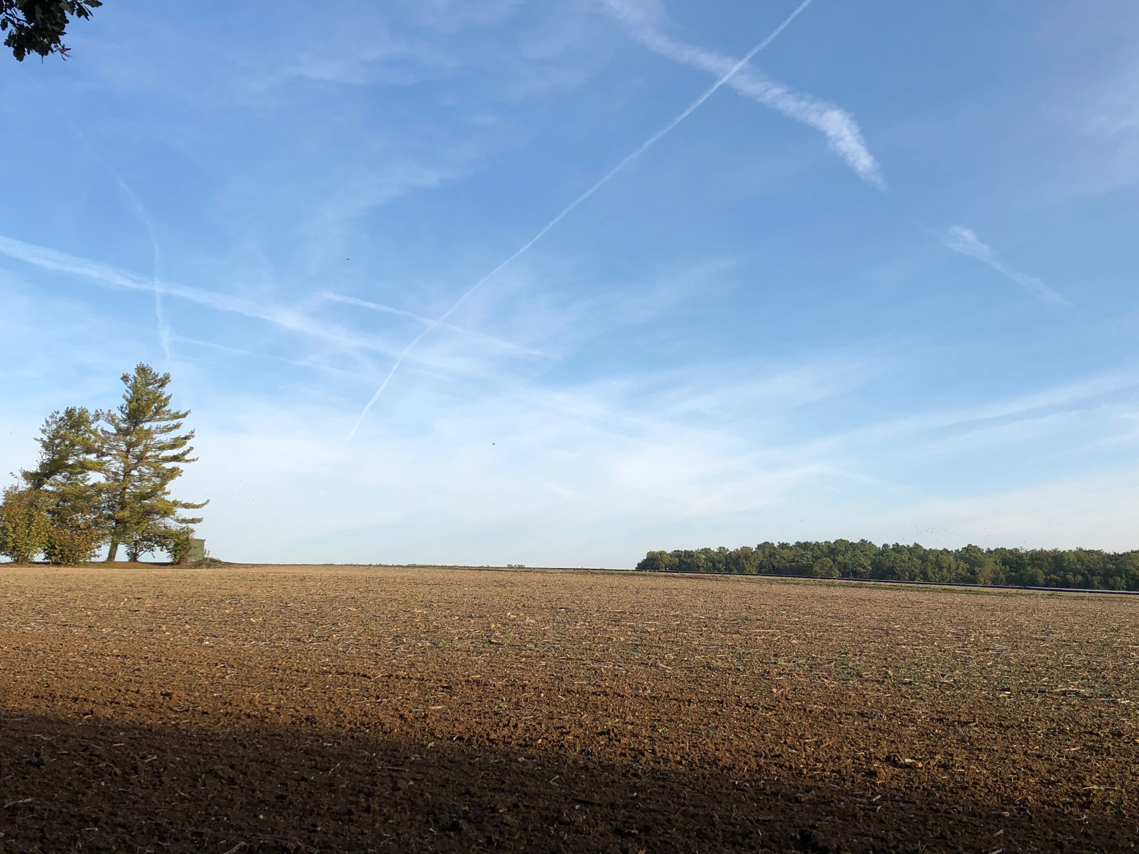Una extensa pradera despejada con cielo claro y algunos árboles.