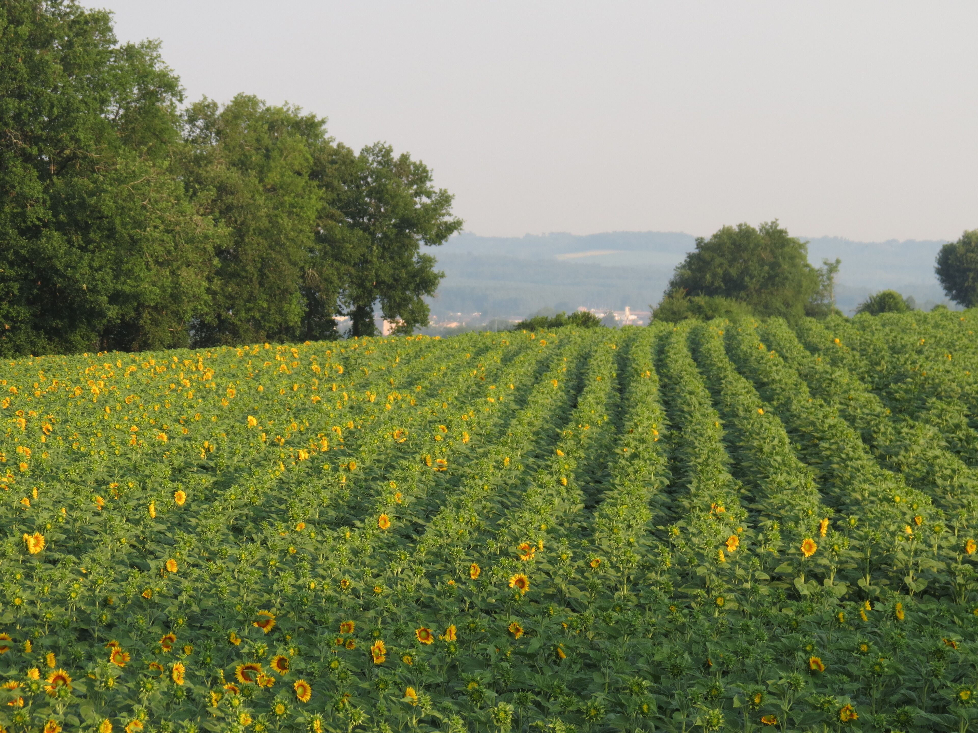 Un champ de tournesols, avec des rangées de plantes et des arbres en arrière-plan.