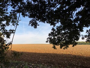 Ein Feld mit blauem Himmel und Baumästen, die den Blick einrahmen.