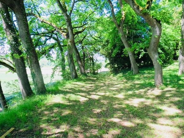 Un sendero arbolado con árboles y césped.
