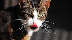 A close-up of a cat with a white and brown coat, green eyes, and a pink nose. - Vacation apartment Stör - Ferienhof Röhling between Schlei and Baltic Sea (Kappeln)